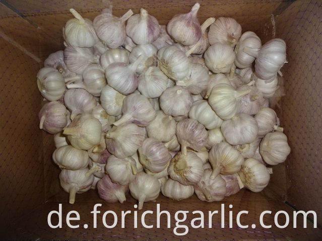 Size 5 0 2019 Normal White Garlic